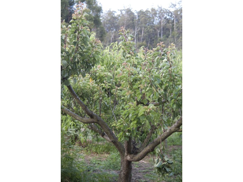 18 Cliffview Drive, Allens Rivulet TAS 7150