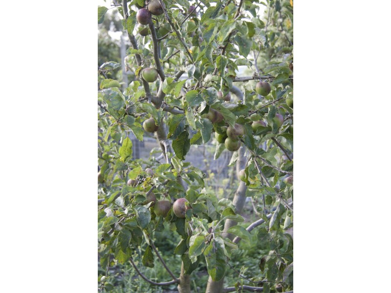 18 Cliffview Drive, Allens Rivulet TAS 7150