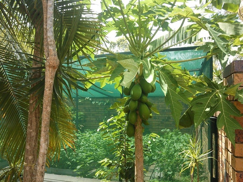 15 Maneroo Court, Springwood QLD 4127