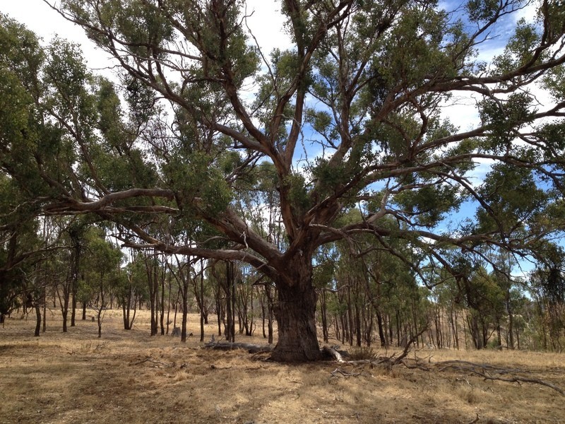 Lot 48 Wedderburn-Dunolly Road, Mcintyre VIC 3472