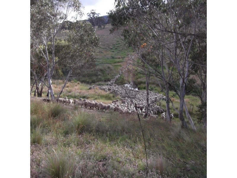 507  Harolds Cross Road,  Captains Flat, Bungendore NSW 2621