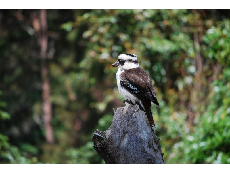 Lot 3/185-189 Wongawallan Road, Eagle Heights QLD 4271