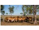 151 Nine Mile Road, Alton Downs QLD 4702