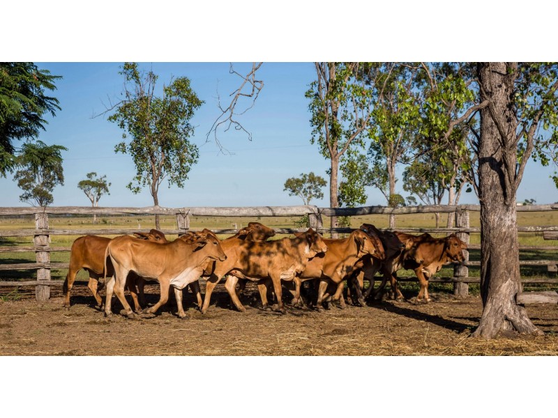 151 Nine Mile Road, Alton Downs QLD 4702
