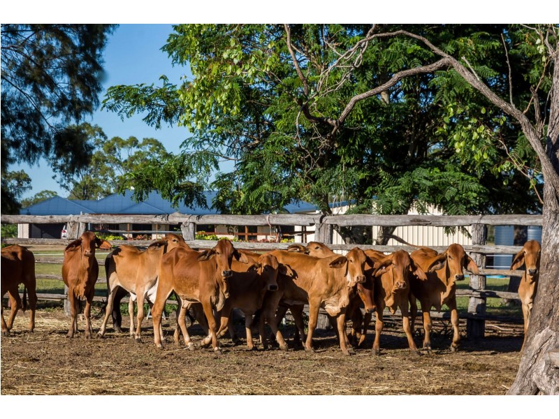151 Nine Mile Road, Alton Downs QLD 4702