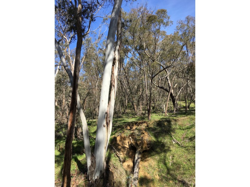 190 Fryerstown Rd, Taradale VIC 3447