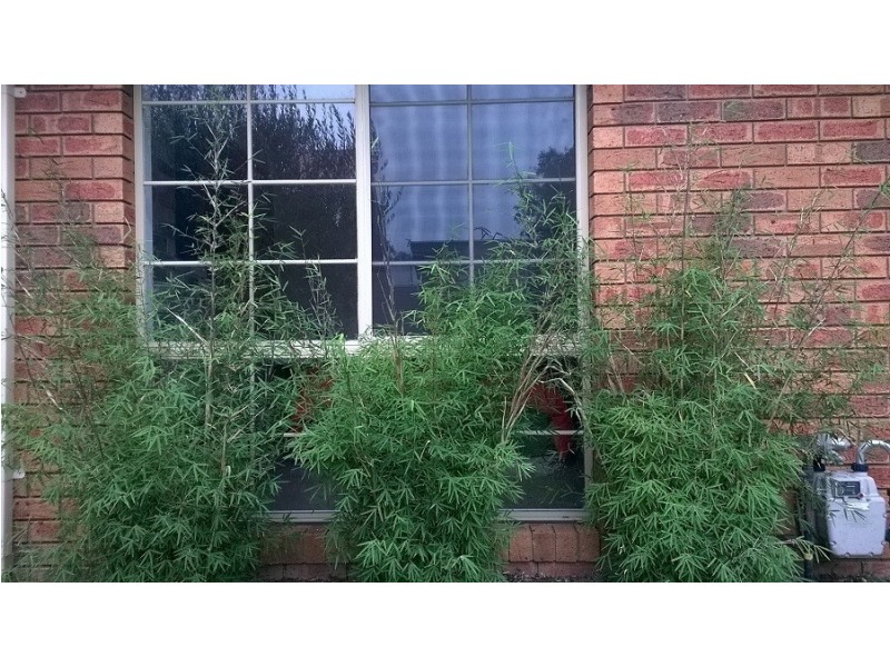 2/34 O’Connell St, Geelong West VIC 3218