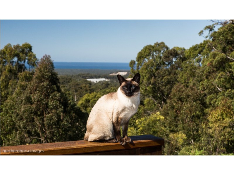 49 The Siding, Halfway Creek NSW 2460