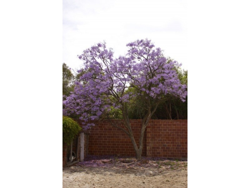 38A Wyatt Road, Bayswater WA 6053