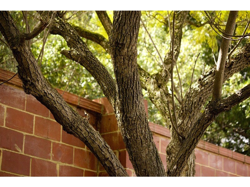 38A Wyatt Road, Bayswater WA 6053