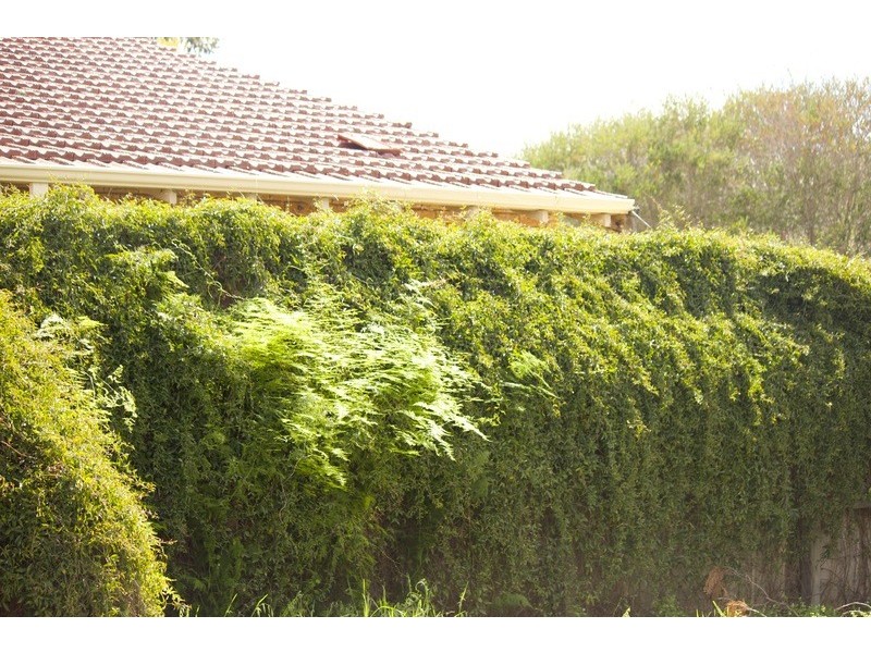 38A Wyatt Road, Bayswater WA 6053