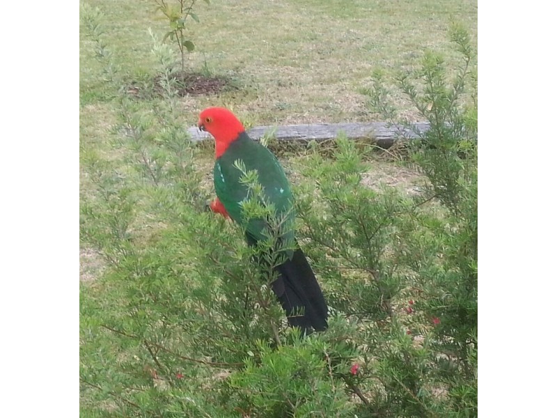 5212 Mt Lindesay, Liston NSW 2372