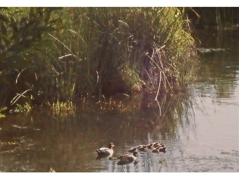 38 Wyatt Road, Bayswater WA 6053