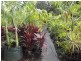 Thornlands QLD 4164