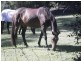 Thornlands QLD 4164