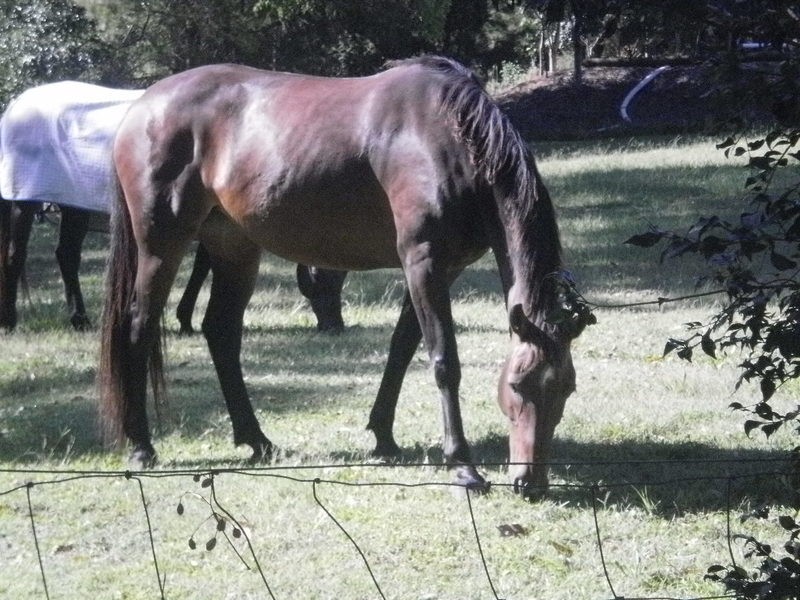 Thornlands QLD 4164