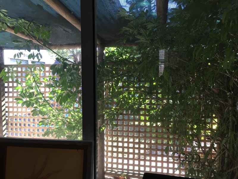 16B  Tor Rd, Dee Why NSW 2099