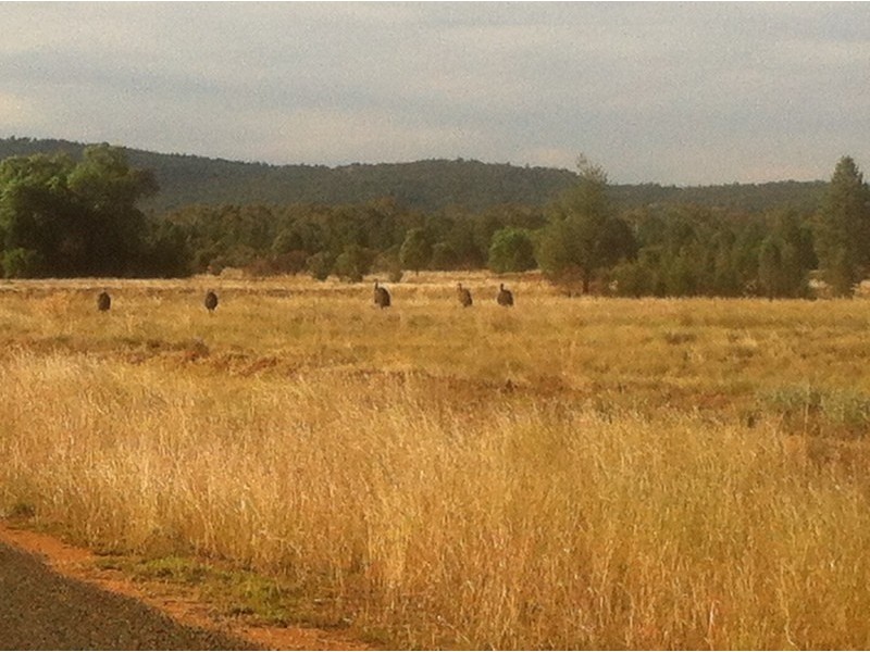 lot 2  Hardie st, Nymagee NSW 2831