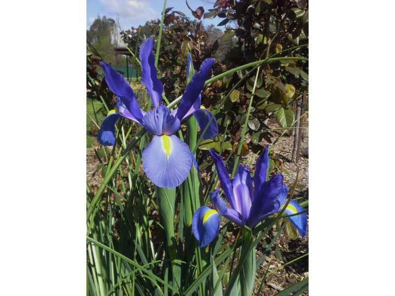 108 Anzac Road, Springhurst VIC 3682