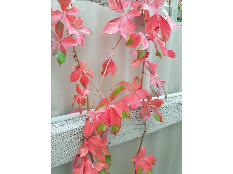 18a Bucknall Road, Glanville SA 5015