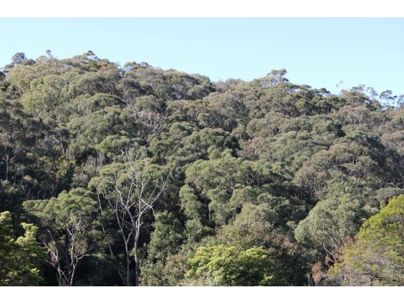 12a Willow Way, Forestville NSW 2087