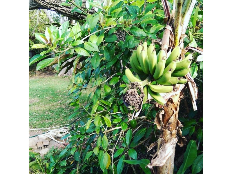 12 Combine St, Coffs Harbour NSW 2450