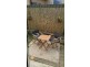6 Seaforth ave, Hazelwood Park SA 5066