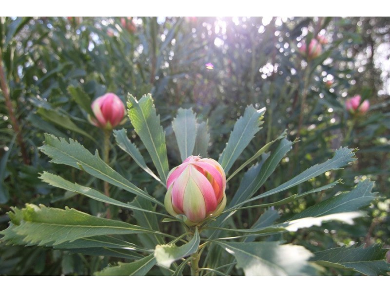 115 Collie Rd, Gembrook VIC 3783