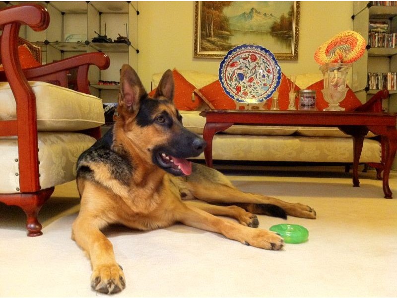 7 Kane Place, Casula NSW 2170