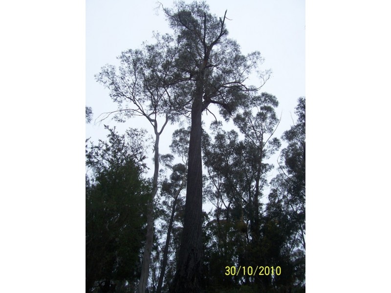 5351 Tasman Hwy, Beaumaris TAS 7215