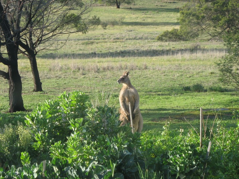 Black Range VIC 3381