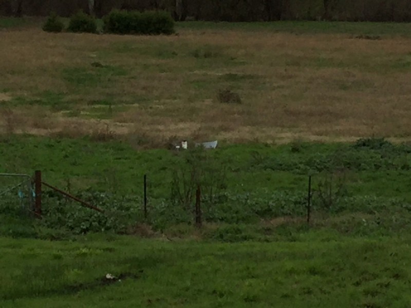 9 Lewins Lane, Tumblong NSW 2729