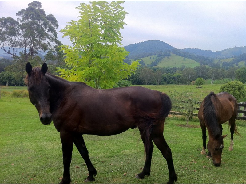 256 Turnback Road, Wherrol Flat NSW 2429