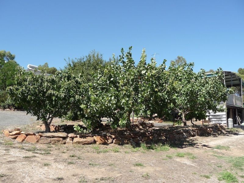 234 Hicks Road, Armagh SA 5453