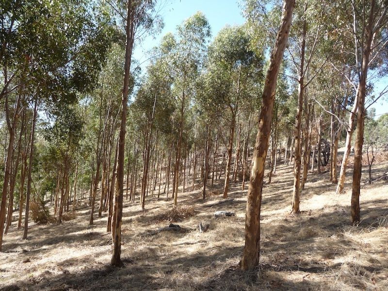 234 Hicks Road, Armagh SA 5453