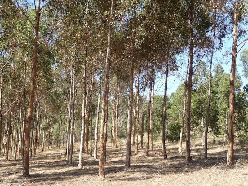 234 Hicks Road, Armagh SA 5453