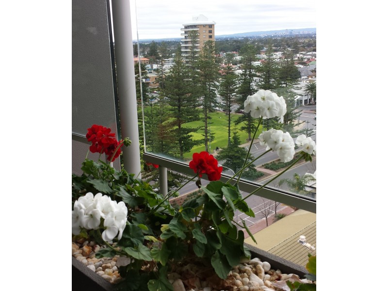 1017/27 Colley Tce, Glenelg SA 5045