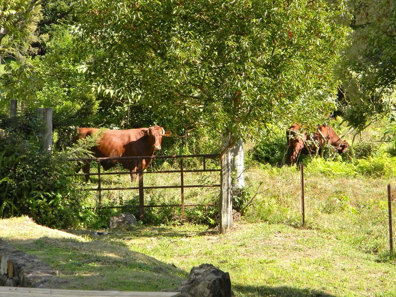 21 Church Road, Witta QLD 4552