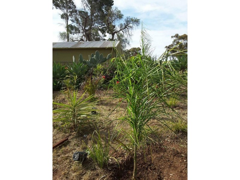 1292 MAIL ROAD, South Hummocks SA 5550