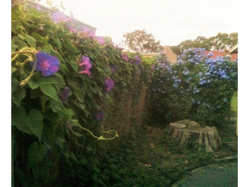 4 Darwinia Place, Pinjarra WA 6208