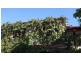 15 Park Ln, Wodonga VIC 3690