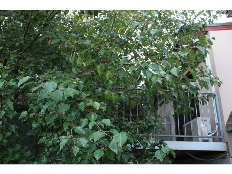 15 Park Ln, Wodonga VIC 3690