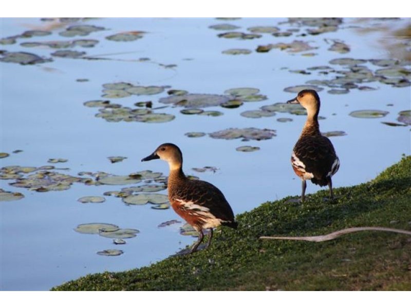 32/1 Shell St, Urangan QLD 4655