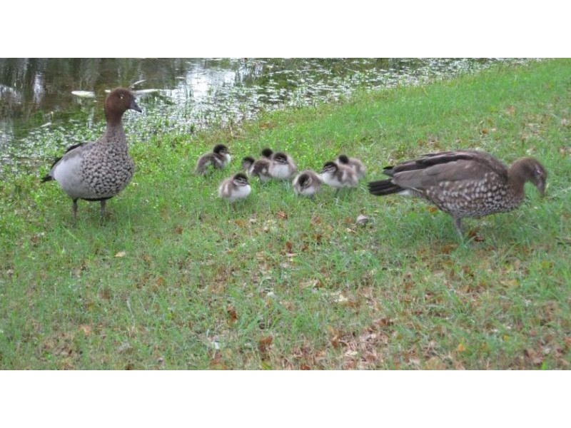 32/1 Shell St, Urangan QLD 4655