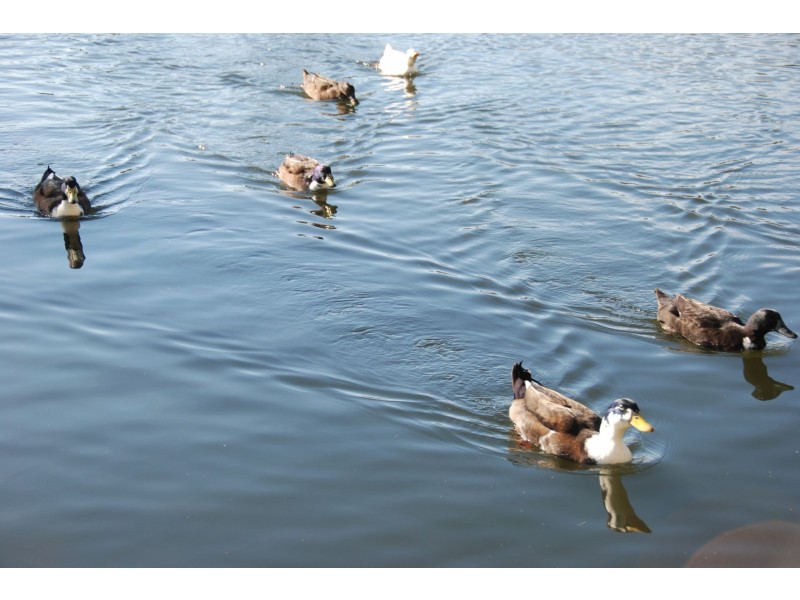 Lot lot 3, 3 Echo Valley Road, Liena TAS 7304