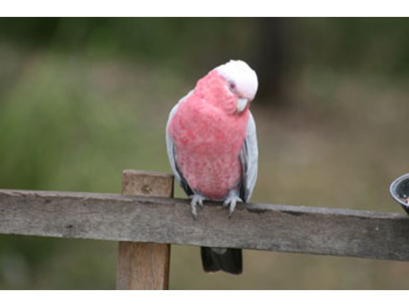 1655 Mount Cotton Road, Mount Cotton QLD 4165