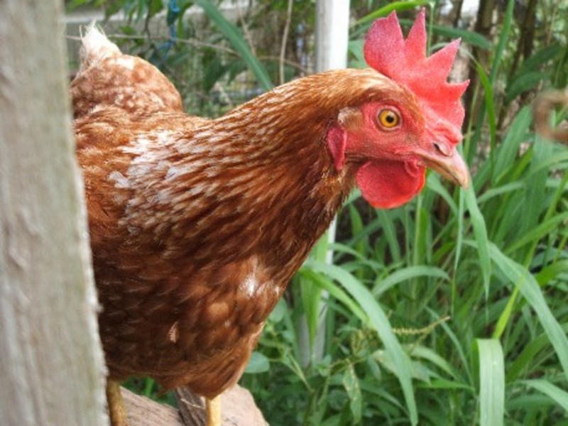 1655 Mount Cotton Road, Mount Cotton QLD 4165