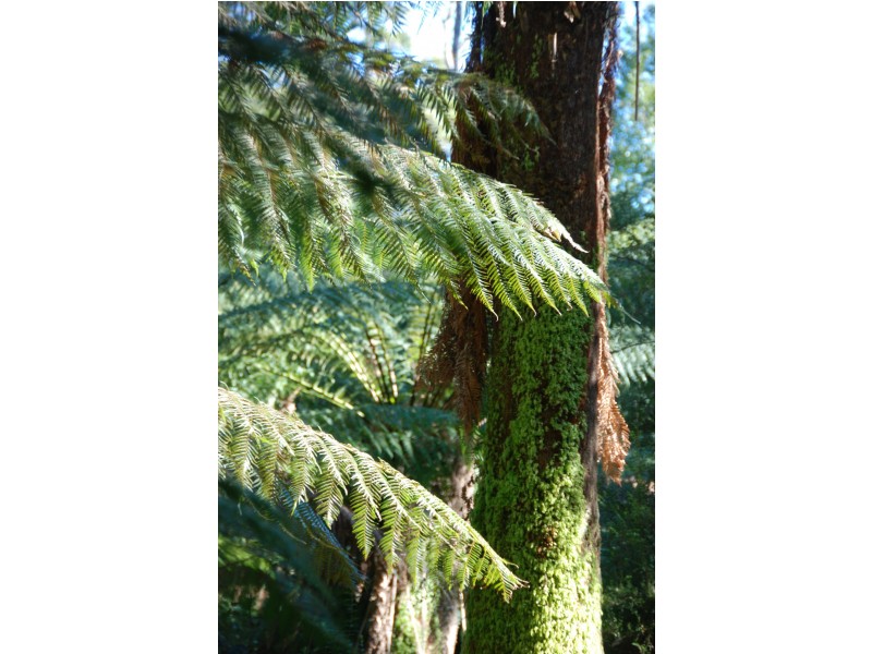 3 Pillinger Sr, Zeehan TAS 7469