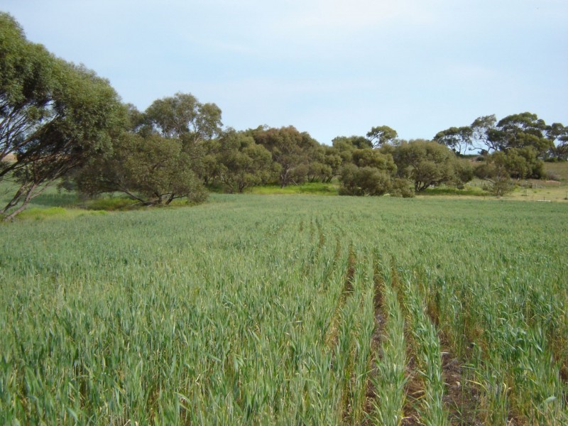 102 Wark Rd, Tailem Bend SA 5260