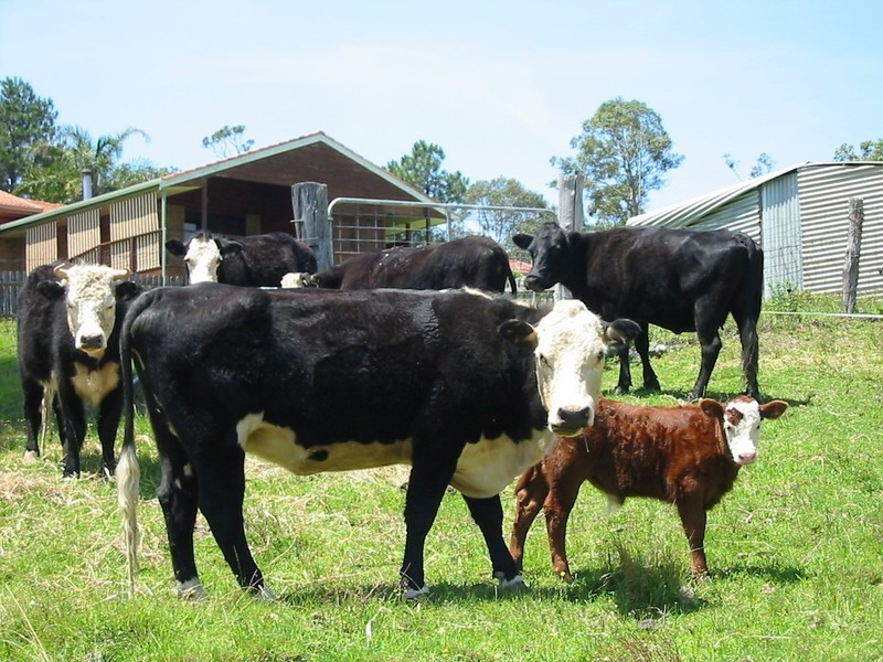55 Viney Creek Road West, Tea Gardens NSW 2324
